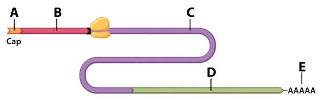 Using the drawing of mRNA below, choose the letter that BEST fits the description.   A messenger RNA lacking region E is likely to be: A) retained in the nucleus. B) exported outside the cell. C) exceptionally resistant to degradation. D) exceptionally sensitive to degradation. E) normal in its stability.
