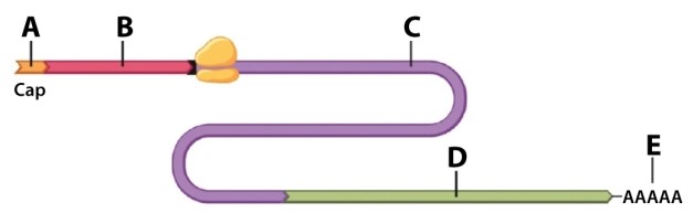 Using the drawing of mRNA below, choose the letter that BEST fits the description.   Which structure is essential for translation initiation? A) region A. B) region B. C) region C. D) region D. E) region E.