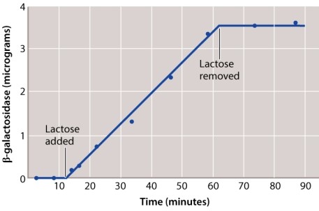 The graph here shows the results of Jacob and Monod's first experiments with <font face= symbol ></font>-galactosidase and lactose in E. coli. If <font face= symbol ></font>-galactosidase were unstable in the absence of lactose (one of the hypotheses they tested) , what results would you expect to see?   A) the results shown in the graph B) an increase in <font face= symbol ></font>-galactosidase after lactose is removed C) a decrease in <font face= symbol ></font>-galactosidase after lactose is removed D) an initially high level of <font face= symbol ></font>-galactosidase at the beginning of the experiment, with a steady decline over time E) None of the answer options is correct.