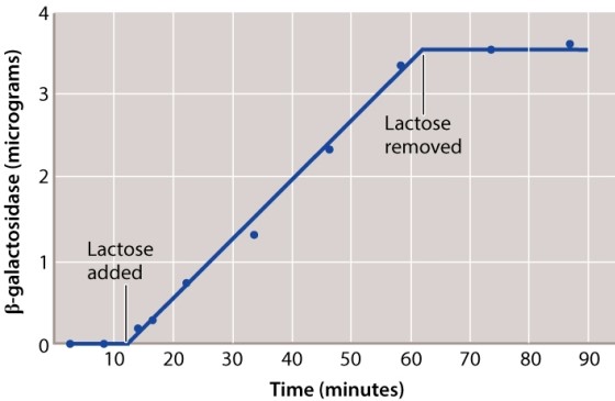 Active <font face= symbol ></font>-galactosidase enzyme is observed only in E. coli growing in the presence of lactose. One hypothesis is that the enzyme is always being produced, but is produced in an unstable form that breaks down rapidly in the absence of lactose (hypothesis 1) . A second hypothesis is that the enzyme is stable, but is produced only in the presence of lactose (hypothesis 2) . An experiment was performed to test these hypotheses. A culture of growing cells was exposed to lactose, which was later removed. The amount of <font face= symbol ></font>-galactosidase present in the culture during the course of the experiment was measured. The data are shown in the graph below. Which one of the following statements is a conclusion that can be obtained from these experimental data?   A) The amount of <font face= symbol ></font>-galactosidase in the culture decreased rapidly after lactose was removed, in support of hypothesis 2. B) The amount of <font face= symbol ></font>-galactosidase in the culture decreased rapidly after lactose was removed, in support of hypothesis 1. C) The amount of <font face= symbol ></font>-galactosidase in the culture remained stable after lactose was removed, in support of hypothesis 1. D) Synthesis of <font face= symbol ></font>-galactosidase is turned on when lactose is added and turned off when lactose is removed, in support of hypothesis 2. E) Synthesis of <font face= symbol ></font>-galactosidase is turned on when lactose is added and turned off when lactose is removed, in support of hypothesis 1.