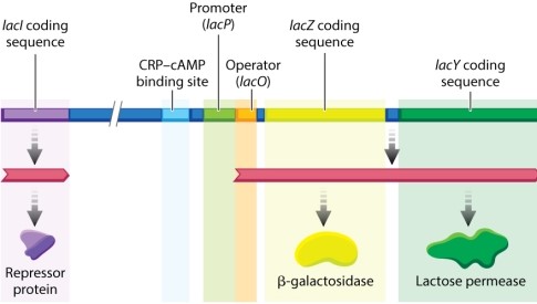 Review Figure 19.15 below:   Which one of the following statements about the lactose operon is NOT correct? A) The lacZ coding sequence for <font face= symbol ></font>-galactosidase and lacY coding sequence for lactose permease are genes called structural genes. B) lacO is a gene sequence coding for the operator. C) The promoter sequence recruits RNA polymerase complex and the initiation of transcription. D) lacI is a gene sequence coding for the repressor which binds to the operator, inhibiting transcription. E) The CRP-cAMP binding site promotes transcription of lactose operon genes if cAMP is high, which indicates that glucose is low and lactose metabolism is needed for energy production.