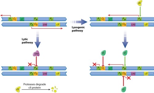 Based on Figure 19.21, below, which of the following is NOT an accurate description of events leading to the lytic pathway following viral infection in a bacterium?   A) Upon infection, transcription is initiated from promoters P<sub>L</sub> and P<sub>R</sub>. B) The transcripts from P<sub>R</sub> encode the proteins cro and cII. C) The cro protein represses transcription from P<sub>M</sub> so that the cl protein is not transcribed. D) Strong protease activity rapidly degrades cII, and cro continues to repress cI expression, leading to the lytic path. E) Reduced protease activity due to poor conditions allows cII to accumulate, which then stimulates transcription from P<sub>E</sub> and thus expression of cI.