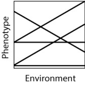 Five varieties of hybrid corn are studied for average yield of corn (the phenotype)  as a function of annual rainfall (the environment) , with the results shown here.   Each of these lines constitutes a: A) normative assessment. B) genotype-by-environment interaction. C) normalizing transformation. D) normal curve of error. E) norm of reaction.