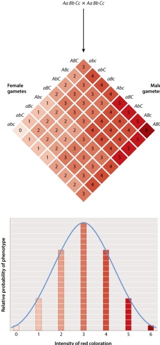 Red coloration in wheat seeds is a complex trait influenced by three unlinked genes, each with two different alleles A and a; B and b; C and c. This Punnett square shows the results of a mating between two plants that are both heterozygous at all three loci.   The intensity of the red color phenotype is influenced by only one of the gene products.