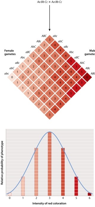 Red coloration in wheat seeds is a complex trait influenced by three unlinked genes, each with two different alleles A and a; B and b; C and c. This Punnett square shows the results of a mating between two plants that are both heterozygous at all three loci.   The gene products from the dominant genes are additive in their influence on the red coloration.