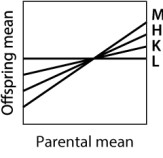 Which of the traits depicted here has the GREATEST heritability?   A) trait M B) trait H C) trait K D) trait L