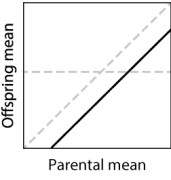 In a parent-offspring regression experiment, suggest a hypothesis that could explain the solid line in the graph below.   A) The offspring have a worse environment than the parents had. B) The offspring have a better environment than the parents had. C) The trait has a heritability that is less than 0. D) The trait has a heritability that is greater than 1. E) None of the other answer options is correct.