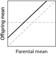 In a parent-offspring regression experiment, suggest a hypothesis that could explain the solid line in the following graph.   A) The offspring have a  worse  environment than the parents did. B) The offspring have a  better  environment than the parents did. C) The trait has a heritability that is less than 0. D) The trait has a heritability that is greater than 1. E) None of the answer options is correct.