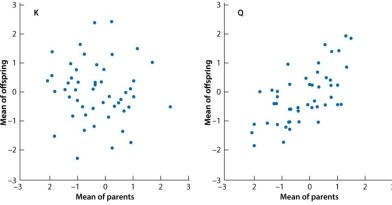 The scatterplots show the relation between the average phenotype of parents (x-axis)  and that of their offspring (y-axis)  for two traits in a variety of tropical sweet corn. One trait is ear height, which has a heritability of 75%; and the other is ear length, which has a heritability of 25%. To make the axes comparable, for each trait the phenotypic measurement is expressed as a deviation from the overall mean in multiples of the standard deviation. Which of the following matchups is CORRECT?   A) Ear length is trait K and ear height is trait Q. B) Ear length is trait Q and ear height is trait K. C) Ear length and ear height are both trait K. D) Ear length and ear height are both trait Q.