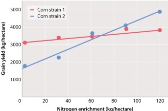After reviewing the graph below, one could state that:   A) grain yield of strain 1 is less dependent than strain 2 on the nitrogen enrichment of the soil. B) at a nitrogen enrichment of 40 kg/hectare, strain 2 provides a higher yield of grain. C) nitrogen enrichment has little effect on grain yield of strain 2. D) strain 1 is the superior choice for grain yield. E) no interaction effect is observed between nitrogen enrichment and grain yield for either strain.