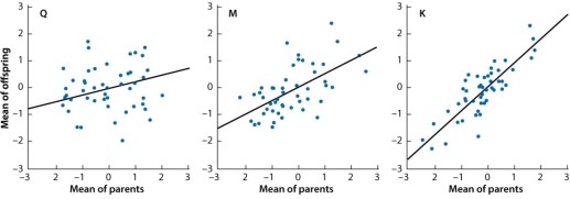 The scatterplots below show the relation between the average phenotype of parents (x-axis)  and that of their offspring (y-axis)  for three traits. One trait has a heritability of 90% (comparable to that of fingerprint ridge count) , another has a heritability of 50% (comparable to that of human height) , and yet another has a heritability of 25% (comparable to that of human longevity) . To make the axes comparable, for each trait the phenotypic measurement is expressed as a deviation from the overall mean in multiples of the standard deviation.    The fact that all of the lines slope upward means that: A) variation in each trait is affected by differences in heredity. B) variation in each trait is affected by environmental differences. C) the genes affecting any one trait have no effect on any other trait. D) some genes affect all three traits. E) the traits all show genotype-by-environment interaction.