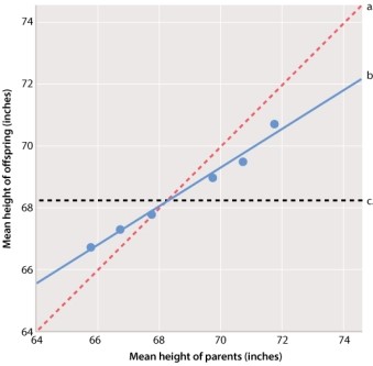 In the graph of Galton's height data below, which line on the graph represents the population mean?   A) line a B) line b C) line c
