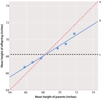 In the graph of Galton's height data below, which line on the graph represents the average height of the parents in a mating?   A) line a B) line b C) line c