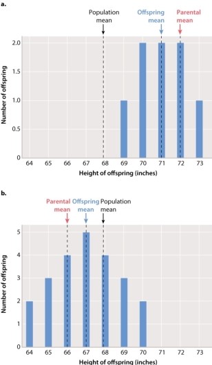 The overall results represented in Figure 18.7 suggest that offspring exhibit an average phenotype that is more different from the population mean than that of their parents.  