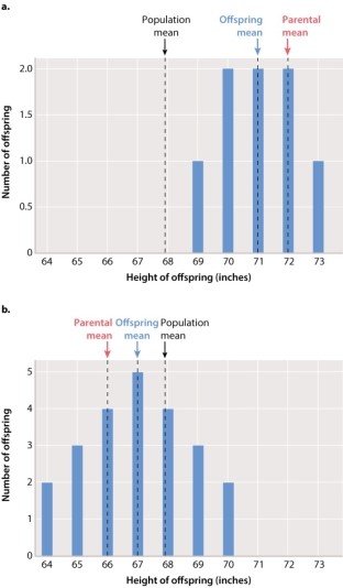 Francis Galton, a contemporary of Charles Darwin, studied variation in complex traits such as human height. Use the bar graphs shown below to answer the following question: Which of the following statements BEST describes graph (a) , which depicts Galton's data showing distribution of offspring height from the tallest parents he studied?   A) The parental mean for the tallest parents is larger than the mean height of their offspring. B) The parental mean for the tallest parents is smaller than the mean height of their offspring. C) The average height of the offspring from the tallest parents is not related to the average height of their parents. D) The average height of the tallest parents is not much more than the population mean height.