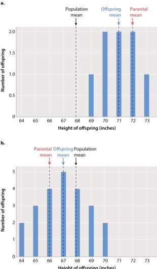 Francis Galton, a contemporary of Charles Darwin, studied variation in complex traits such as human height. Use the bar graphs shown below to answer the following question: Which of the following statements best describes Figure 18.7 graph (b) , which depicts Galton's data showing distribution of offspring height from the shortest parents he studied?   A) The parental mean for the shortest parents is larger than the mean height of their offspring. B) The parental mean for the shortest parents is smaller than the mean height of their offspring. C) Offspring from the shortest parents are taller than most members of the population. D) The average height of the shortest parents is greater than the mean height of the population. E) None of the answer options is correct.