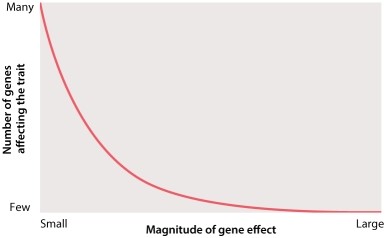 Examine the graph below, which shows the distribution of the magnitude of gene effects for the different genes contributing to a complex trait. Which of the following statements accurately describes what the graph shows?   A) Most often, a single gene with a small effect has a large effect on a complex trait. B) Most genes that affect a complex trait have relatively large effects. C) Most often, multiple genes with large effects are the sole contributors to complex traits. D) It is easier to identify genes for a complex trait if you examine many genes with a lower magnitude of effect. E) Most genes that affect a complex trait have relatively small effects.
