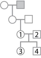 The pedigree shown here pertains to a trait due to a rare, X-linked recessive mutation.   Individual 1 has an affected grandfather, but the genotypes and phenotypes of individuals 1-4 are unknown. What is the probability that individual 1 is heterozygous? What is the probability that individual 3 is heterozygous? What is the probability that individual 4 is affected? A) 1; 1/4; 1/4 B) 1; 1/2; 1/2 C) 1/2; 1/4; 1/2 D) 1/2; 1/2; 1/2 E) 1/2; 1/4; 1/4