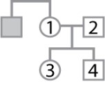 The pedigree shown here pertains to a trait due to a rare, X-linked recessive mutation.   Individual 1 has an affected brother, but the genotypes and phenotypes of individuals 1-4 are unknown. What is the probability that individual 1 is heterozygous? What is the probability that individual 3 is heterozygous? What is the probability that individual 4 is affected? A) 1/2; 1/4; 1/4 B) 1/2; 1/2; 1/2 C) 1/2; 1/2; 1/4 D) 1; 1/2; 1/2 E) 1; 1/4; 1/2