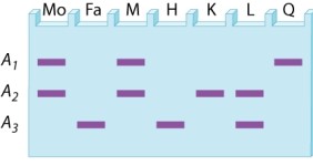 A restriction-fragment length polymorphism at a site in the X chromosome has three alleles, A<sub>1</sub>, A<sub>2</sub>, and A<sub>3</sub>. The gel below is the DNA fingerprint for two prospective parents (Mo and Fa)  as well as DNA types that may (or may not)  correspond to their possible offspring. What are the possible phenotypes of sons from this mating?   A) M and H B) H and K C) H and L D) K and L E) K and Q