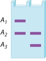 A restriction-fragment length polymorphism at a site in the X chromosome has three alleles, A<sub>1</sub>, A<sub>2</sub>, and A<sub>3</sub>. The gel below is the DNA fingerprint for two girls who have the same parents. What is the genotype of the mother? Of the father?   A) A<sub>1</sub>/A<sub>2</sub>; A<sub>3</sub> B) A<sub>1</sub>/A<sub>3</sub>; A<sub>2</sub> C) A<sub>2</sub>/A<sub>3</sub>; A<sub>1</sub> D) A<sub>1</sub>/A<sub>3</sub>; A<sub>3</sub> E) A<sub>1</sub>/A<sub>3</sub>; A<sub>1</sub>
