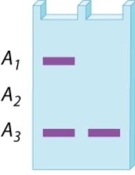 A restriction-fragment length polymorphism at a site in the X chromosome has three alleles, A<sub>1</sub>, A<sub>2</sub>, and A<sub>3</sub>. The gel below is the DNA fingerprint for two girls who have the same parents. What is the genotype of the mother? Of the father?   A) A<sub>1</sub>/A<sub>2</sub>; A<sub>3</sub> B) A<sub>1</sub>/A<sub>3</sub>; A<sub>2</sub> C) A<sub>2</sub>/A<sub>3</sub>; A<sub>1</sub> D) A<sub>1</sub>/A<sub>3</sub>; A<sub>3</sub> E) A<sub>1</sub>/A<sub>3</sub>; A<sub>1</sub>