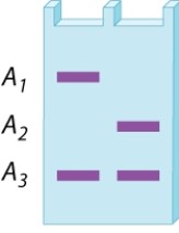 A restriction-fragment length polymorphism at a site in the X chromosome has three alleles, A<sub>1</sub>, A<sub>2</sub>, and A<sub>3</sub>. The gel below is the DNA fingerprint for two girls who have the same parents. What is the genotype of the mother? Of the father?   A) A<sub>1</sub>/A<sub>2</sub>; A<sub>3</sub> B) A<sub>1</sub>/A<sub>3</sub>; A<sub>2</sub> C) A<sub>2</sub>/A<sub>3</sub>; A<sub>1</sub> D) A<sub>1</sub>/A<sub>3</sub>; A<sub>3</sub> E) A<sub>1</sub>/A<sub>3</sub>; A<sub>1</sub>