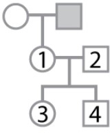 <strong>The pedigree shown here pertains to a trait due to a rare, X-linked recessive mutation.   Individual 1 has an affected father, but the genotypes and phenotypes of individuals 1-4 are unknown. What is the probability that individual 1 is heterozygous? What is the probability that individual 3 is heterozygous? What is the probability that individual 4 is affected?</strong> A)1/2; 1/4; 1/4 B)1/2; 1/4; 1/2 C)1; 1/4; 1/2 D)1; 1/2; 1/4 E)1; 1/2; 1/2 <div style=padding-top: 35px> 