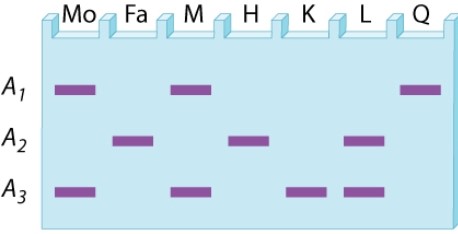 A restriction-fragment length polymorphism at a site in the X chromosome has three alleles, A<sub>1</sub>, A<sub>2</sub>, and A<sub>3</sub>. The gel below is the DNA fingerprint for two prospective parents (Mo and Fa)  as well as DNA types that may (or may not)  correspond to their possible offspring. What are the possible phenotypes of sons from this mating?   A) M and H B) H and K C) H and L D) K and L E) K and Q