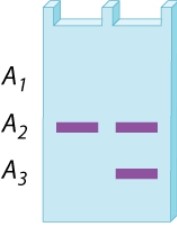 A restriction-fragment length polymorphism at a site in the X chromosome has three alleles, A<sub>1</sub>, A<sub>2</sub>, and A<sub>3</sub>. The gel below is the DNA fingerprint for two girls who have the same parents. What is the genotype of the mother? Of the father?   A) A<sub>1</sub>/A<sub>2</sub>; A<sub>3</sub> B) A<sub>1</sub>/A<sub>3</sub>; A<sub>2</sub> C) A<sub>2</sub>/A<sub>3</sub>; A<sub>1</sub> D) A<sub>2</sub>/A<sub>3</sub>; A<sub>2</sub> E) A<sub>2</sub>/A<sub>3</sub>; A<sub>3</sub>