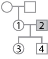 The pedigree shown here pertains to a trait due to a rare, X-linked recessive mutation.   Individual 1 has no family history of the trait and individual 2 is affected, but the genotypes and phenotypes of individuals 1, 3, and 4 are unknown. What is the (approximate)  probability that individual 1 is heterozygous? What is the probability that individual 3 is affected? What is the (approximate)  probability that individual 4 is affected? A) 1; 1; 1 B) 1; 0; 0 C) 0; 0; 1 D) 0; 1; 0 E) 0; 0; 0