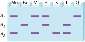 A restriction-fragment length polymorphism at a site in the X chromosome has three alleles, A<sub>1</sub>, A<sub>2</sub>, and A<sub>3</sub>. The gel below is the DNA fingerprint for two prospective parents (Mo and Fa)  along with DNA types that might (or might not)  correspond to their offspring. What are the possible phenotypes of daughters from this mating?   A) M and H B) H and K C) K and L D) H and L E) M and L