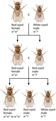 In Figure 17.5a, none of the F<sub>2</sub> females has white eyes. Why?   A) F<sub>2</sub> females have two X chromosomes, and in this cross all F<sub>2</sub> females are homozygous for the red-eye allele. B) F<sub>2 </sub>females have two X chromosomes, and in this cross they all have one X carrying a red-eye allele and another X carrying a white-eye allele. C) Females can never have white eyes because this allele is recessive. D) The allele for red eyes is dominant over white eyes, and these F<sub>2 </sub>females are either homozygous dominant (red-eye allele) or are heterozygous. E) Females always have red eyes because this allele is dominant.