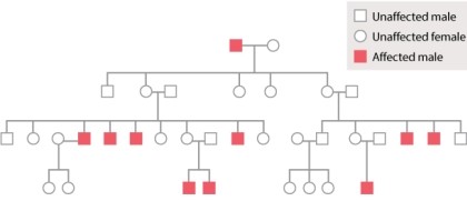 Review the pedigree shown in Figure 17.7 and choose the most accurate statement about the inheritance of an X-linked recessive mutation.   A) For rare X-linked traits, most of the affected individuals are males. B) Daughters of affected males are always affected. C) The offspring of an affected male are usually affected. D) The sons of the sisters of affected males will always be affected. E) The brothers of affected males are always affected.