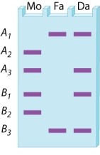 In the gel diagram shown here, A and B are both X-linked restriction fragment length polymorphisms with three alleles each (denoted A<sub>1</sub>, A<sub>2</sub>, A<sub>3</sub> and B<sub>1</sub>, B<sub>2</sub>, B<sub>3</sub>, respectively) . Mo and Fa denote the banding patterns corresponding to the genotypes of mother and father in a mating, and Da is the banding pattern corresponding to the genotype of a daughter. What is the daughter's genotype?   A) A<sub>1</sub> B<sub>2</sub>/A<sub>3</sub> B<sub>3</sub> B) A<sub>1</sub> B<sub>3</sub>/A<sub>3</sub> B<sub>2</sub> C) A<sub>1</sub> B<sub>1</sub>/A<sub>3</sub> B<sub>3</sub> D) A<sub>1</sub> B<sub>3</sub>/A<sub>3</sub> B<sub>1</sub>