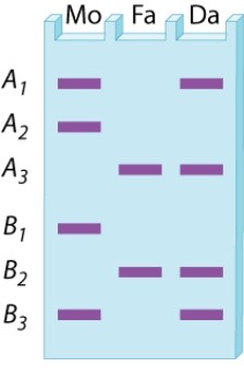 In the gel diagram shown here, A and B are both X-linked restriction polymorphisms with three alleles (denoted A<sub>1</sub>, A<sub>2</sub>, A<sub>3</sub> and B<sub>1</sub>, B<sub>2</sub>, B<sub>3</sub>, respectively) . Mo and Fa show the banding patterns corresponding to the genotypes of mother and father in a mating, and Da is the banding pattern corresponding to the genotype of a daughter. What is the daughter's genotype?   A) A<sub>1</sub> B<sub>2</sub>/A<sub>3</sub> B<sub>3</sub> B) A<sub>1</sub> B<sub>3</sub>/A<sub>3</sub> B<sub>2</sub> C) A<sub>1</sub> B<sub>1</sub>/A<sub>3</sub> B<sub>3</sub> D) A<sub>1</sub> B<sub>3</sub>/A<sub>2</sub> B<sub>2</sub>