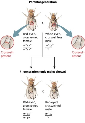 The fruit fly cross shown here analyzes the transmission of two genes in the X chromosome. The male parent has mutant alleles for both the white gene (w<sup>-</sup>) and the crossveinless gene (cv<sup>-</sup>). The female parent has nonmutant forms of these genes (w<sup>+</sup> and cw<sup>+</sup>). Use the figure below to answer the following question: All of the F<sub>1</sub> progeny from the parental cross have a wild-type phenotype.  