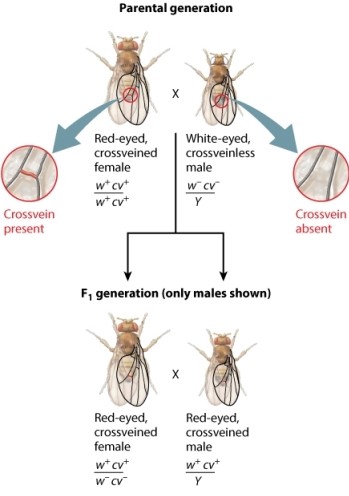 The fruit fly cross shown here analyzes the transmission of two genes in the X chromosome. The male parent has mutant alleles for both the white gene (w<sup>-</sup>) and the crossveinless gene (cv<sup>-</sup>). The female parent has nonmutant forms of these genes (w<sup>+</sup> and cw<sup>+</sup>). Use the figure below to answer the following question: If an F<sub>1</sub> female resulting from this parental cross is crossed with any male, his Y-bearing sperm will allow the experimenter to determine distance between the w and cv genes by analyzing the phenotypes of the F<sub>2</sub> male progeny.  