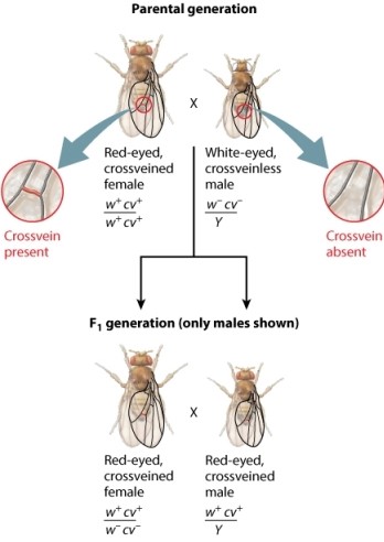 The fruit fly cross shown here analyzes the transmission of two genes in the X chromosome. The male parent has mutant alleles for both the white gene (w<sup>-</sup>)  and the crossveinless gene (cv<sup>-</sup>) . The female parent has nonmutant forms of these genes (w<sup>+</sup> and cw<sup>+</sup>) . A cross between siblings of the F<sub>1 </sub>generation-a red-eyed, crossveined female and a red-eyed, crossveined male-generates F<sub>2</sub> progeny. Examine the genotype of the F<sub>2</sub> male progeny. Notice that the progeny fall into two groups. Refer to the figure below when answering the following question. The group that represents a small proportion of the progeny, deriving from maternal gametes containing combinations of alleles not found in either X chromosome of the mother, is called the _____ group.   A) recombinant B) transgenic C) wild type D) nonrecombinant E) parental