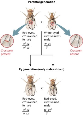 The fruit fly cross shown here analyzes the transmission of two genes in the X chromosome. The male parent has mutant alleles for both the white gene (w<sup>-</sup>)  and the crossveinless gene (cv<sup>-</sup>) . The female parent has nonmutant forms of these genes (w<sup>+</sup> and cw<sup>+</sup>) . A cross between siblings of the F<sub>1 </sub>generation-a red-eyed, crossveined female and a red-eyed, crossveined male-generates F<sub>2</sub> progeny. Examine the genotype of the F<sub>2</sub> male progeny. Notice that the progeny fall into two groups. Refer to the figure below when answering the following question. The group represented by a large proportion of the progeny, deriving from maternal gametes containing alleles present in the same combinations as found in the mother's X chromosomes, is called the _____ group.   A) recombinant B) transgenic C) wild type D) nonrecombinant E) parental