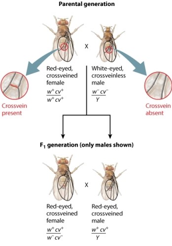 The fruit fly cross shown here analyzes the transmission of two genes in the X chromosome. The male parent has mutant alleles for both the white gene (w<sup>-</sup>)  and the crossveinless gene (cv<sup>-</sup>) . The female parent has nonmutant forms of these genes (w<sup>+</sup> and cw<sup>+</sup>) . A cross between siblings of the F<sub>1 </sub>generation-a red-eyed, crossveined female and a red-eyed, crossveined male-generates F<sub>2</sub> progeny. Examine the genotype of the F<sub>2</sub> male progeny. Notice that the progeny fall into two groups. Refer to the figure below when answering the following question. Which of the statements below does NOT explain why the male progeny from the F<sub>1</sub> cross are used for linkage analysis?   A) The phenotype of F<sub>2</sub> males reveals the genotype of the X chromosome they inherited from their mother. B) All four possible classes of maternal gametes are observed in the F<sub>2 </sub>male progeny in a 1:1:1:1 ratio, which indicates that the two genes undergo independent assortment. C) The lack of independent assortment indicates that the two genes are linked in the X chromosome. D) The Y chromosome in the male offspring allows the genotype of each X chromosome inherited from the mother to be observed in the male phenotype.