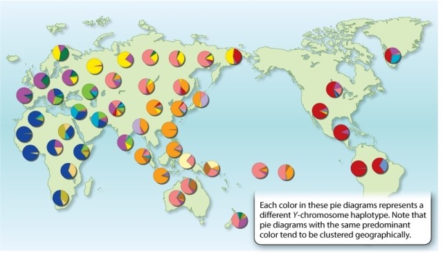 Consider the Y-chromosome haplotype depicted in red in Figure 17.15. What does this diagram tell you about where the ancestors of humans now living in continental North America first originated?   A) The earliest ancestors of individuals now living in North America likely migrated directly from Western Europe (over the Atlantic Ocean) . B) The earliest ancestors of individuals now living in North America likely migrated directly from Southern Asia or Australia (across the Pacific) . C) The earliest ancestors of individuals now living in North America likely migrated from Eastern Russia (over the Bering Strait) . D) The earliest ancestors of individuals now living in North America likely migrated directly from Southern Africa (across the Pacific Ocean) . E) The earliest ancestors of individuals now living in North America likely migrated directly from the Netherlands (across the Atlantic) .
