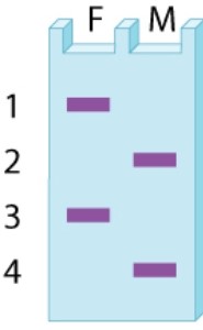The bands observed in a gel for a VNTR (variable number of tandem repeats)  polymorphism in a father (F)  and mother (M)  are shown in the accompanying diagram. What possible patterns of bands are expected among their offspring?     A) (1, 2) , (1, 3) , (2, 3) , (3, 4)  B) (1, 2) , (1, 4) , (2, 3) , (3, 4)  C) (1, 3) , (1, 4) , (2, 3) , (2, 4)  D) (1, 3) , (2, 3) , (1, 4) , (3, 4) 