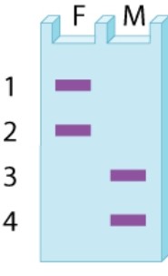 The bands observed in a gel for a VNTR (variable number of tandem repeats)  polymorphism in a father (F)  and mother (M)  are shown in the accompanying diagram. What possible patterns of bands are expected among their offspring?   A) (1, 2) , (1, 3) , (2, 3) , (3, 4)  B) (1, 2) , (1, 4) , (2, 3) , (3, 4)  C) (1, 3) , (1, 4) , (2, 3) , (2, 4)  D) (1, 3) , (2, 3) , (1, 4) , (3, 4) 
