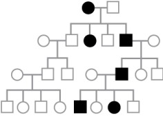 Assuming that the trait represented by the filled symbols below is a rare inherited trait with complete penetrance due to a single gene with alleles A and a, what mode of inheritance does the pedigree suggest?   A) dominant B) recessive