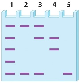 Gene A exists in five forms in the human population. Each form, or allele, has a different number of tandem repeats. The alleles are amplified with PCR and then run on a polyacrylamide gel for analysis, yielding the following banding pattern.   Which of the lanes in the gel above could represent the alleles found in one individual? A) All 5 lanes are possible. B) Lanes 2, 4, and 5 are possible. C) Lanes 2, 3, 4, and 5 are possible. D) Lanes 1, 2, 3, and 4 are possible.
