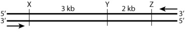 In the diagram below, the horizontal lines represent DNA strands in a double-stranded molecule, the vertical lines mark the positions of cleavage sites for a particular restriction enzyme, the arrows show the positions of primers used in the polymerase chain reaction (PCR)  to amplify the region, and the numbers are the number of nucleotides between successive restriction sites. If this particular DNA molecule is amplified and then cleaved with the restriction enzymes, what size band(s)  would be observed in a gel?   A) 5 kb B) 5 kb and 3 kb C) 5 kb, 3 kb, and 2 kb D) 3 kb and 2 kb E) None of the answer options is correct.