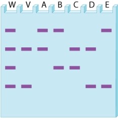 A weapon (W)  left behind at a crime scene is typed for a variable number tandem repeat (VNTR) . The DNA from the weapon includes bands from the victim (V)  as well as those from the perpetrator.   Which of the suspects A-E has VNTR bands that are consistent with those of the perpetrator? A) suspect A B) suspect B C) suspect C D) suspect D E) suspect E