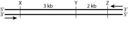In the diagram below, the horizontal lines represent DNA strands in a double-stranded molecule, the vertical lines mark the positions of cleavage sites for a particular restriction enzyme, the arrows show the positions of primers used in the polymerase chain reaction to amplify the region, and the numbers are the number of nucleotides between successive restriction sites.   Suppose that the population contains a restriction fragment length polymorphism (RFLP)  for this region of DNA. Some DNA molecules contain the site Y, whereas other DNA molecules lack this site. If we use the symbol Y<sup>+</sup> to denote the allele containing the Y site and Y<sup>-</sup> to denote the allele lacking it, then what bands would be observed in the heterozygous genotype Y<sup>+</sup>/ Y<sup>-</sup> after amplification and cleavage with the restriction enzyme? A) 5 kb B) 5 kb and 3 kb C) 5 kb, 3 kb, and 2 kb D) 3 kb and 2 kb E) None of the answer options is correct.