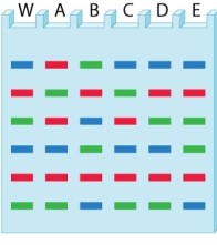 A technician who is doing DNA typing uses the polymerase chain reaction to amplify genomic DNA corresponding to three different variable number tandem repeats (VNTRs)  in the human genome. The pair of primers for each VNTR is labeled with a different fluorescent dye, so that the bands from one VNTR fluoresce blue, those from another fluoresce red, and those from the third fluoresce green. A sample (W)  containing DNA from an unknown individual is compared to genomic DNA from five individuals (A-E) . Which individual's VNTR bands match those in the sample?   A) individual A B) individual B C) individual C D) individual D E) individual E